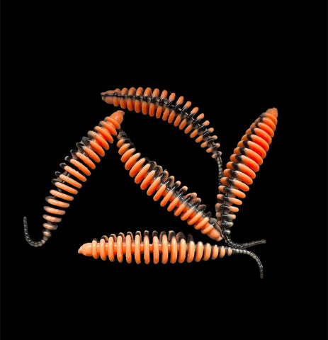 Crazy Lamellen Wurm <br/>Lachs / Schwarz / Lachs