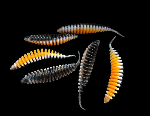 Crazy Lamellen Wurm <br/>Orange / Weiß / Schwarz
